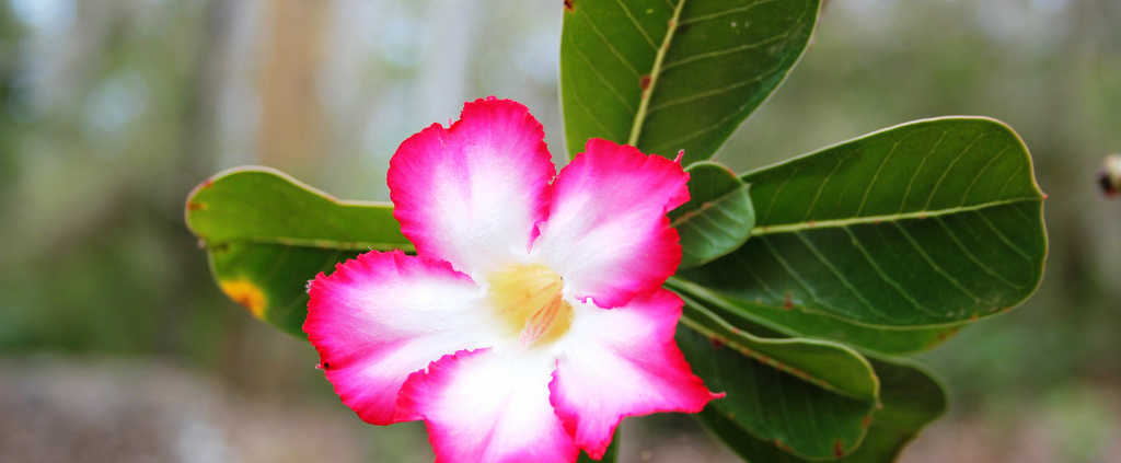 Image of a desert rose: adenium obesum by Filip Lachowski https://flic.kr/p/9Ah5Yi