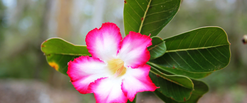 Image of a desert rose: adenium obesum by Filip Lachowski https://flic.kr/p/9Ah5Yi