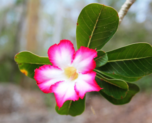 Image of a desert rose: adenium obesum by Filip Lachowski https://flic.kr/p/9Ah5Yi