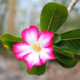 Image of a desert rose: adenium obesum by Filip Lachowski https://flic.kr/p/9Ah5Yi