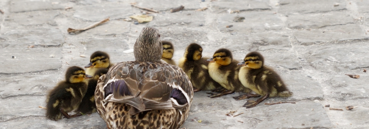 Duck with ducklings