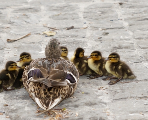 Duck with ducklings