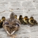 Duck with ducklings