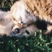 tabby cat gently rubbing its face on a puppy's head