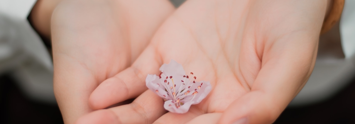 hands gently holding a small white flower