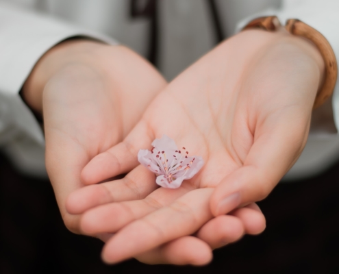 hands gently holding a small white flower