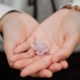 hands gently holding a small white flower