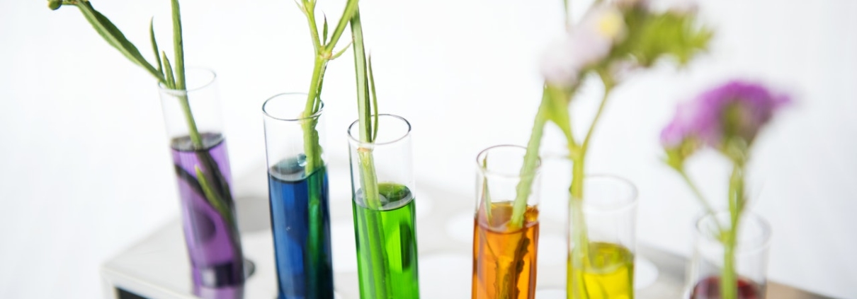 test tubes of coloured liquid with flowers in them